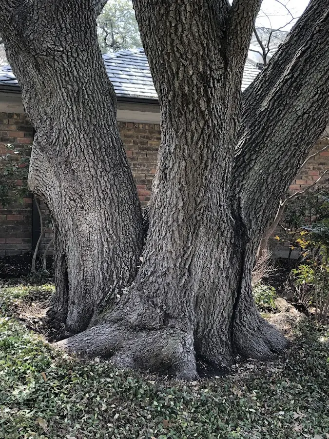 Mature heritage tree close to a Dundas property cared for by certified arborists