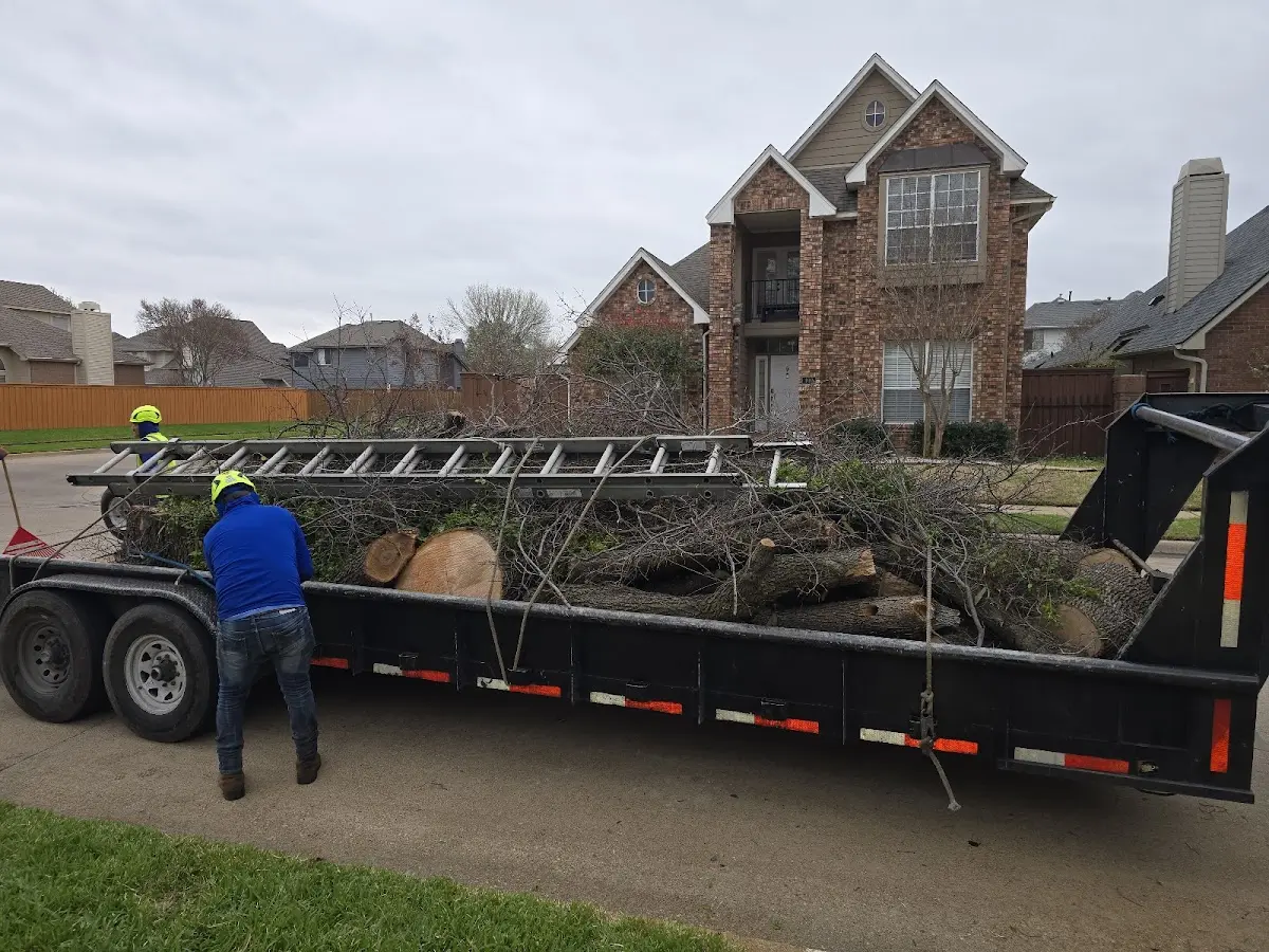Expert Tree Removal with proper safety equipment in Dundas